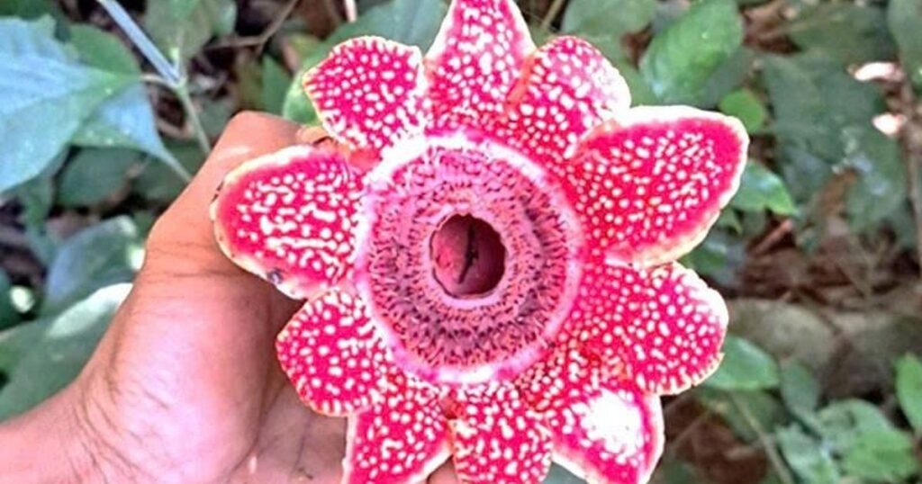 Phát hiện loài hoa quý hiếm Địa nhãn Himalaya trong rừng Phong Nha – Kẻ Bàng