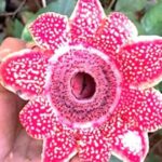 Phát hiện loài hoa quý hiếm Địa nhãn Himalaya trong rừng Phong Nha – Kẻ Bàng