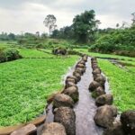 Rau Liệt (Xà lách xoong) – đặc sản siêu sạch của xã Cồn Tiên tỉnh Quảng Trị