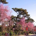 Đà Lạt mùa Tết: Khi phố núi chậm lại dưới tán mai anh đào