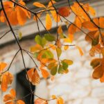 3 điểm ngắm hoa đẹp nhất Hà Nội tháng Ba