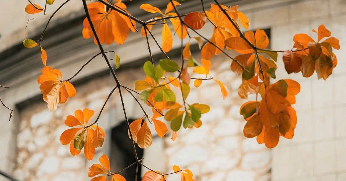 3 điểm ngắm hoa đẹp nhất Hà Nội tháng Ba