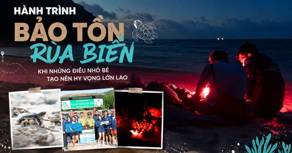 10 đêm thức trắng cùng rùa biển ở Hòn Bảy Cạnh, Côn Đảo