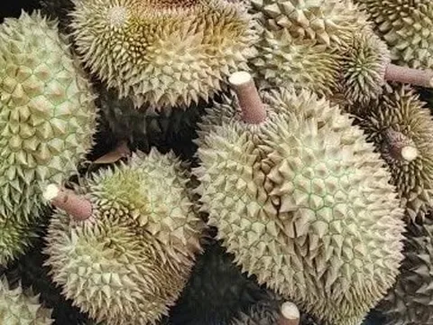 “Đột nhập” vườn nho sở hữu giống đắt nhất thế giới ngay tại Phú Thọ