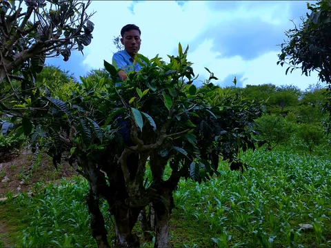 Lễ hội Văn hóa Thế giới tại Hà Nội lần thứ hai: Nâng tầm điểm hẹn văn hóa quốc tế