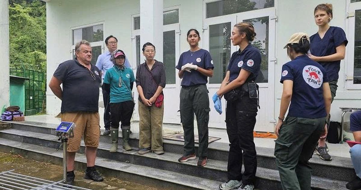 Giữ 7 cá thể hổ ở Phong Nha – Kẻ Bàng gần với tự nhiên