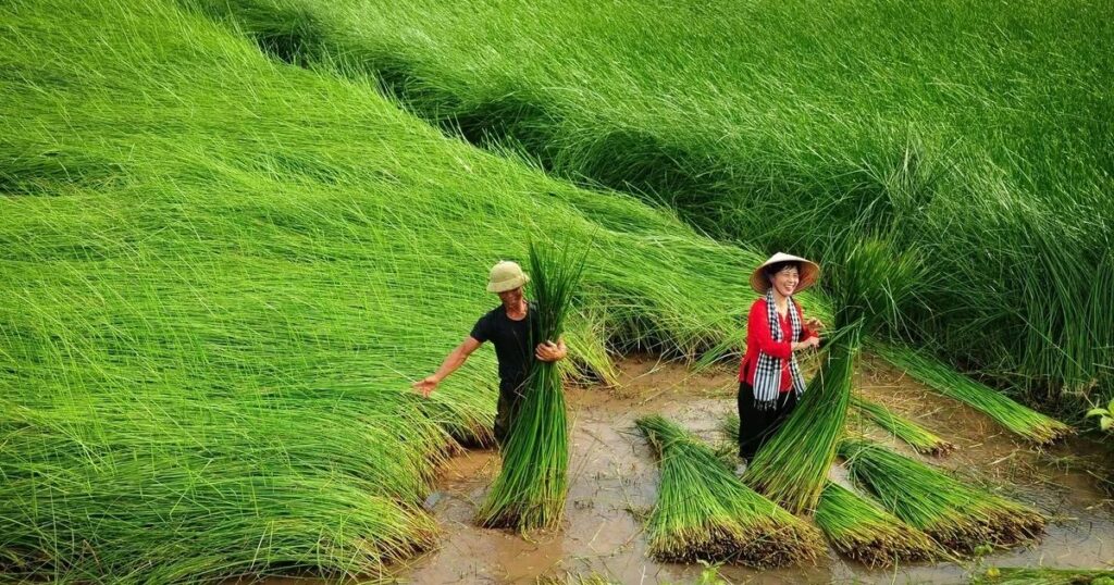 Nghề cói Kim Sơn: Những sợi cói nối dài giá trị di sản