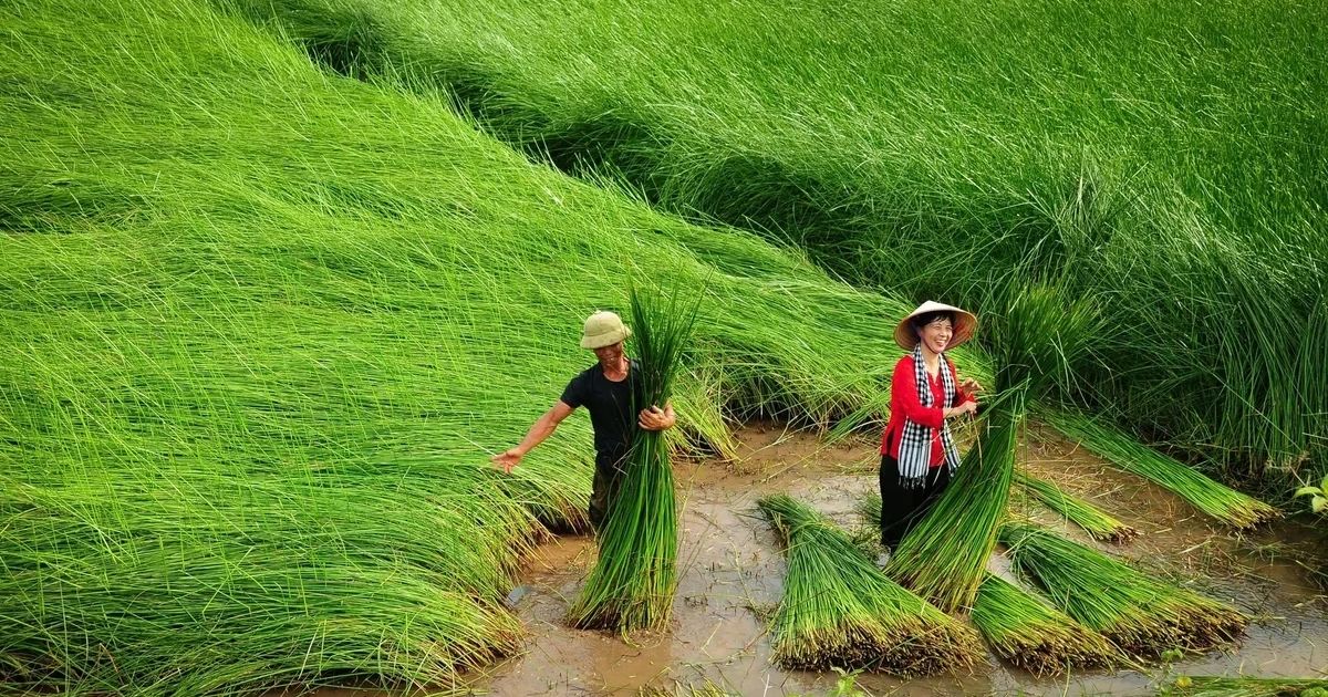 Nghề cói Kim Sơn: Những sợi cói nối dài giá trị di sản