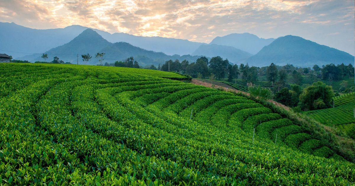 Festival Trà Quốc tế – Thái Nguyên 2026 mở rộng không gian kết nối cho ngành trà